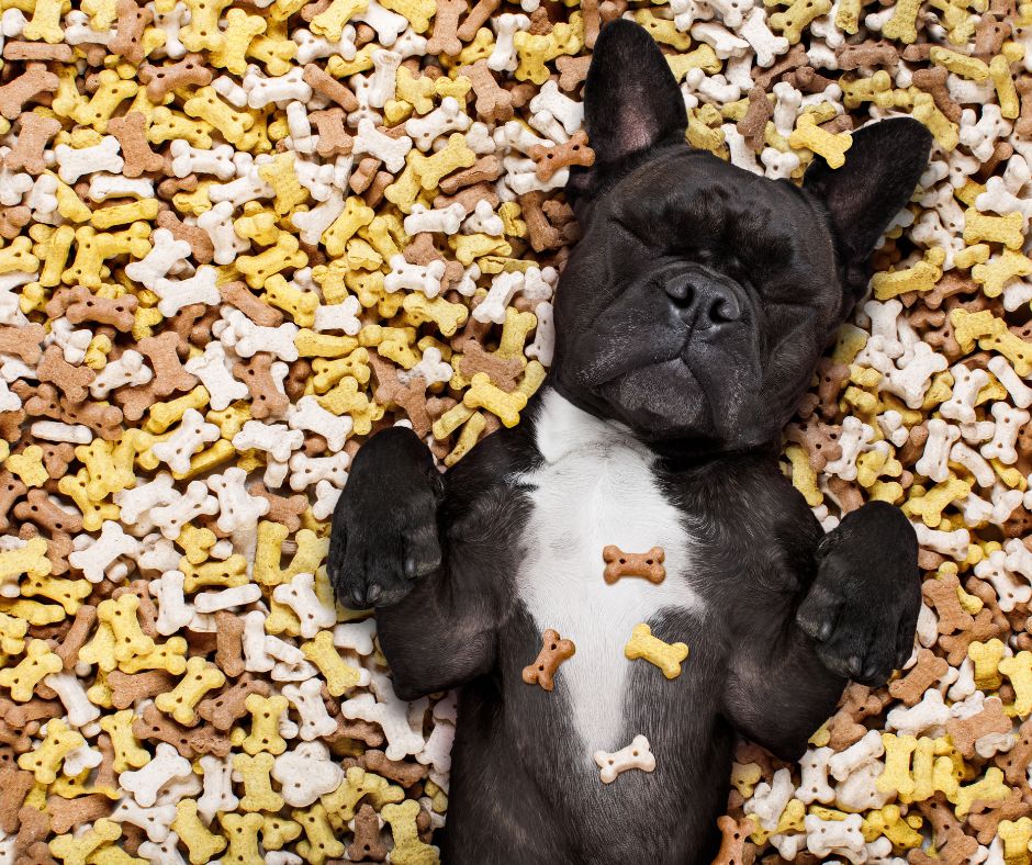 Spoil Your Pup with Delicious Dog Treats Petbites Blog