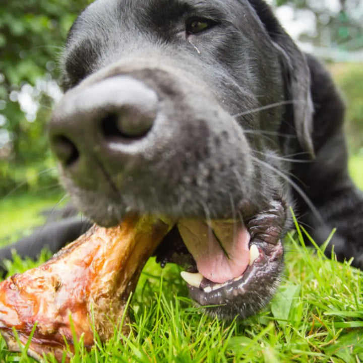Beef Bones