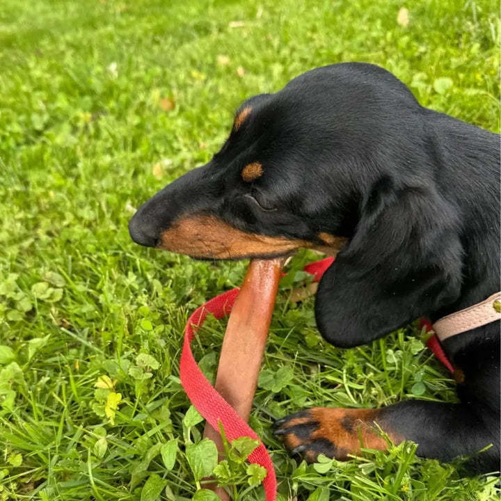  Dog Collagen Dental Stick