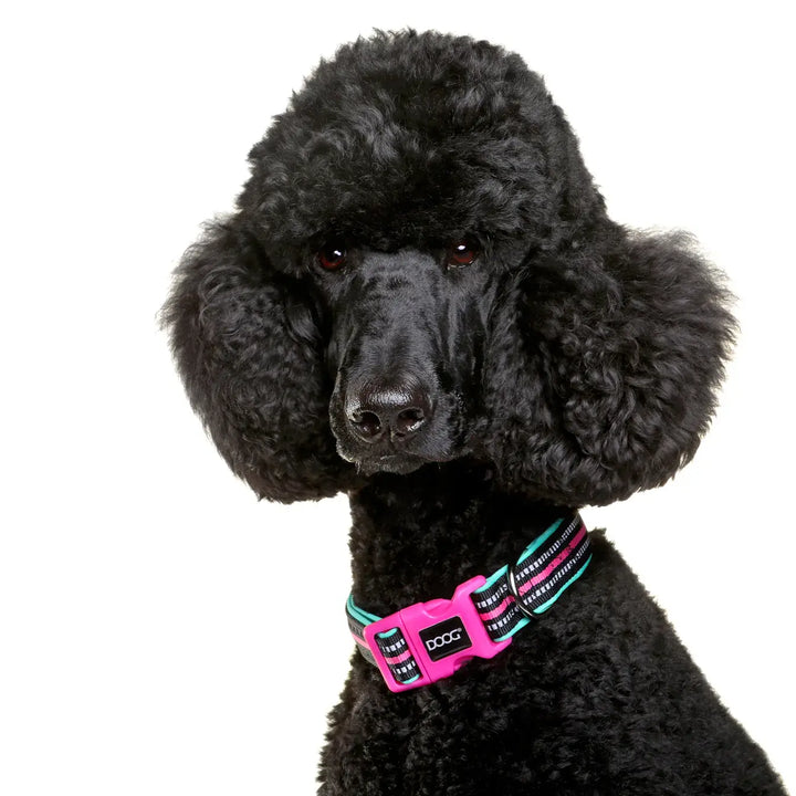 Doog Neoprene Dog Collar Rin Tin Tin (Neon)