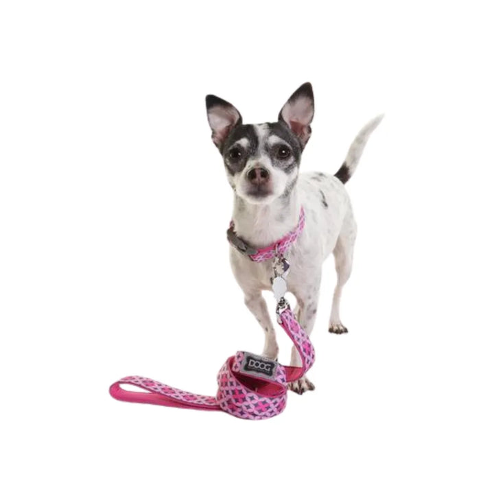 DOOG NEOPRENE DOG COLLAR TOTO 