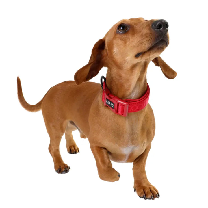 Doog Neosport Neoprene Dog Collar