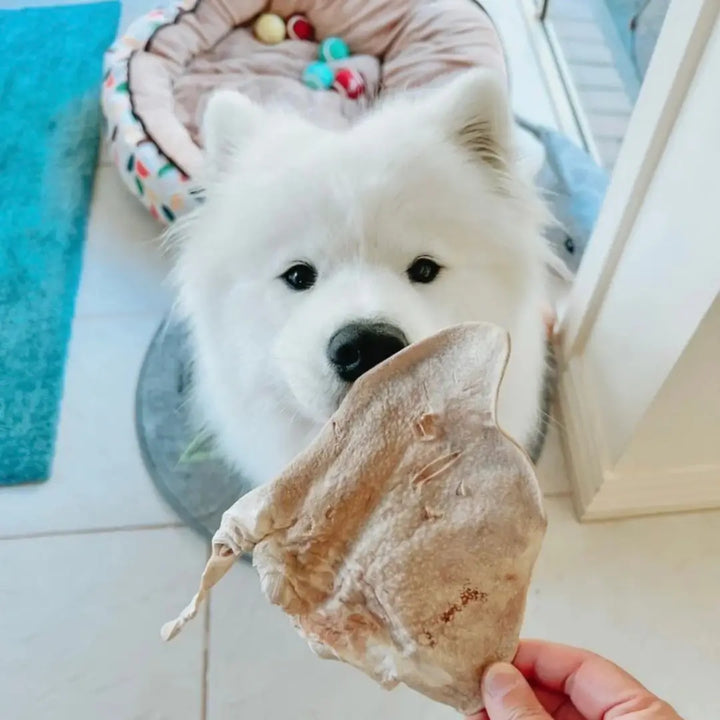 Freezy Paws Freeze Dried Pig Ear Jumbo Size 3pk dog