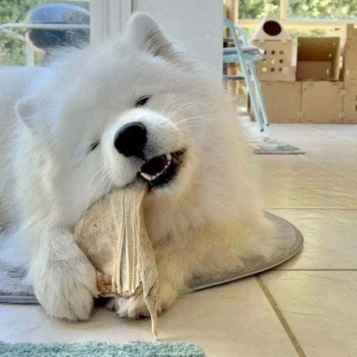 Freezy Paws Freeze Dried Pig Ear Jumbo Size 3pk