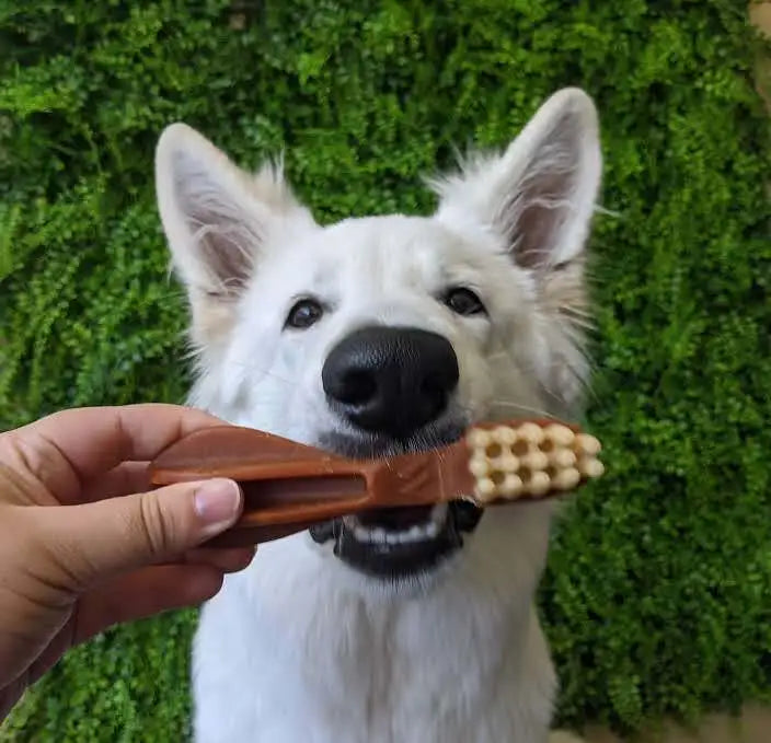 Dog holding a whimzees toothbrush dental dog treat with a green background