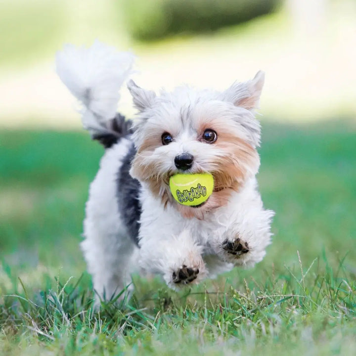 KONG DOG AIRDOG SPORT BALLS ASSORTED 3 PACK