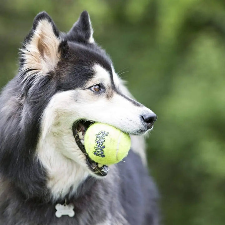 KONG DOG AIRDOG SQUEAKER BALLS LARGE EACH