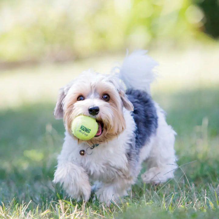 KONG DOG AIRDOG SQUEAKER BALLS