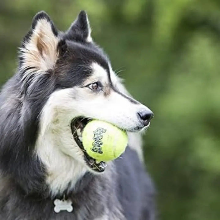 KONG DOG AIRDOG SQUEAKER 