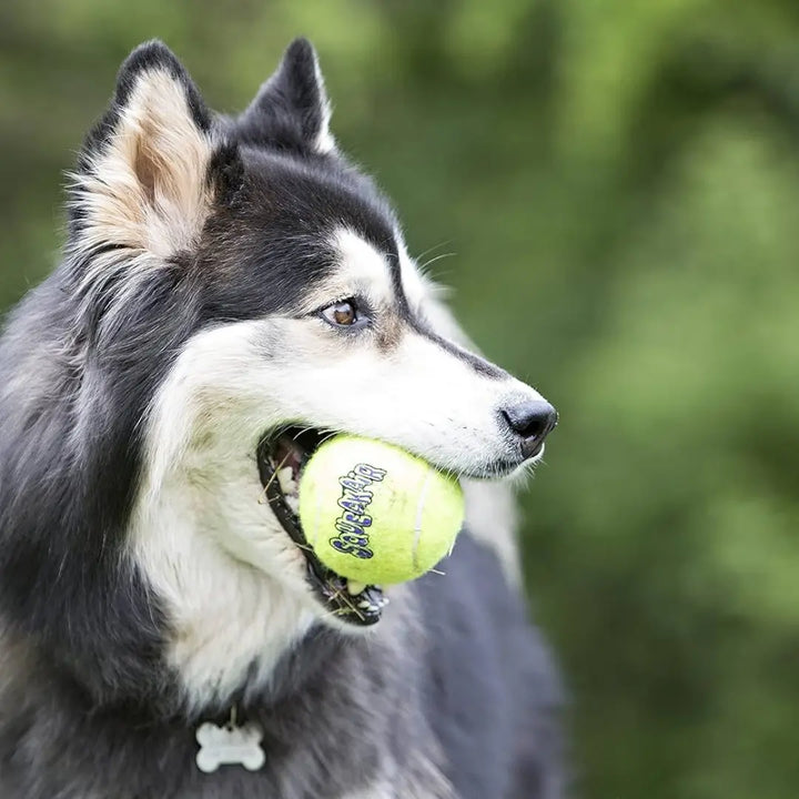KONG DOG AIRDOG SQUEAKER BALLS XLARGE BULK