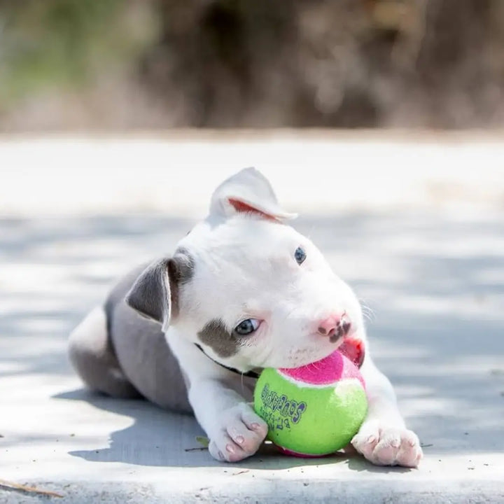 KONG DOG AIRDOG SQUEAKER BIRTHDAY