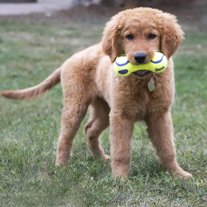 KONG DOG AIRDOG SQUEAKER DUMBBELL SMALL