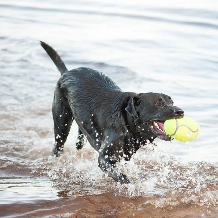 KONG DOG AIRDOG SQUEAQKER FOOTBALL