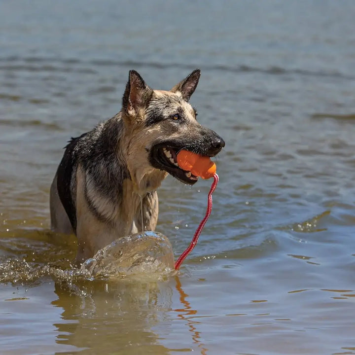 KONG DOG AQUA MEDIUM