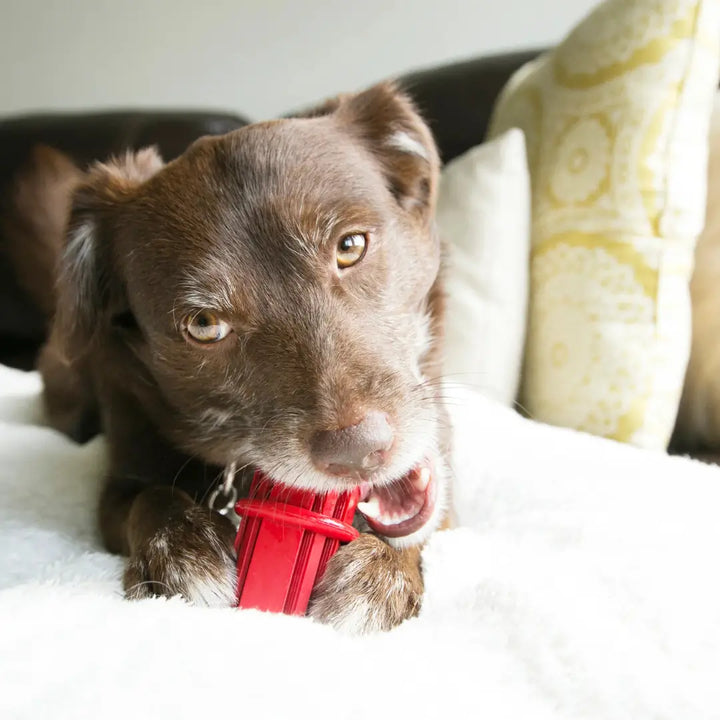 KONG DOG DENTAL STICK SMALL