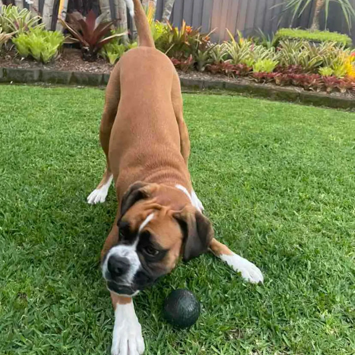 KONG DOG DURAMAXX BALL 