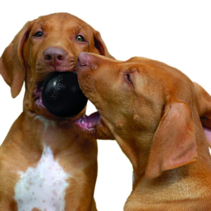 Kong With Rope KONG Dog Extreme Ball W Rope Lge (EB12) – Pet Bites