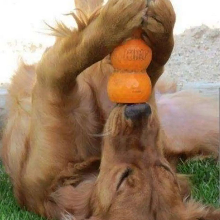KONG DOG GENIUS MIKE SMALL
