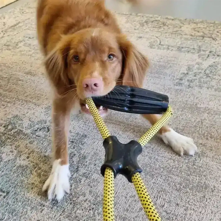 KONG DOG JAXX INFINITY