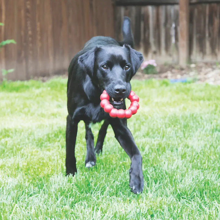 KONG DOG RING XLARGE