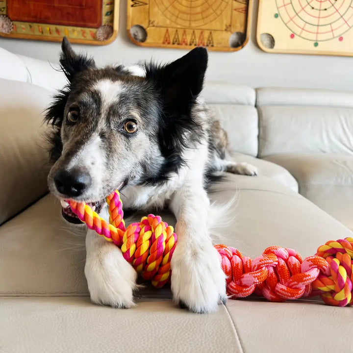KONG DOG ROPE BUNJI ASSORTED LG (RRB11) dog