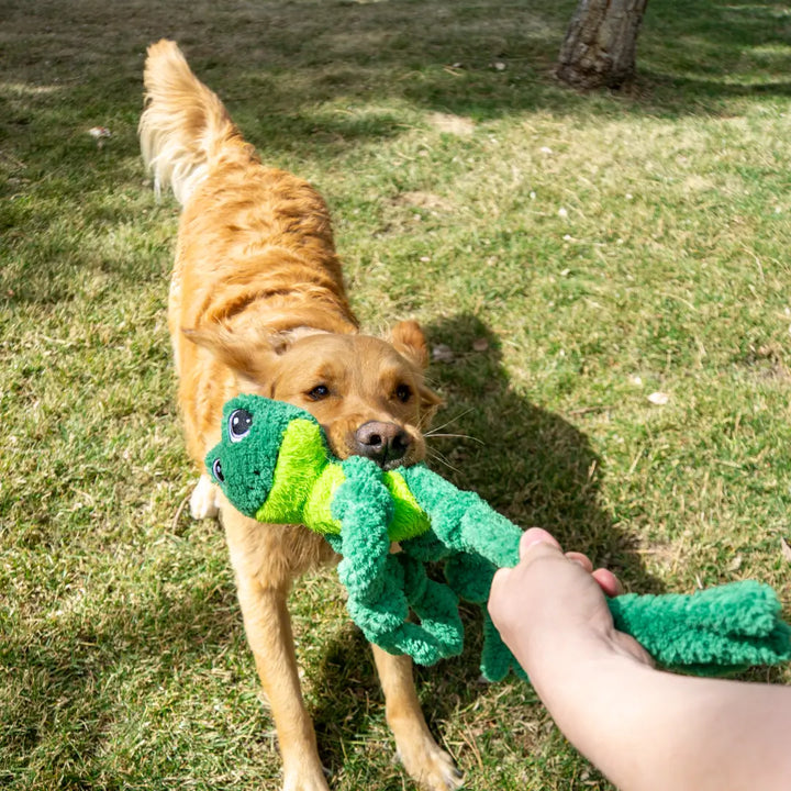KONG DOG TUGGER KNOT FROG - MED/LGE
