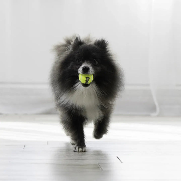KONG Dog Airdog Squeaker Balls 