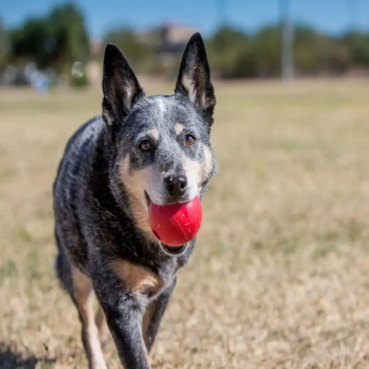 KONG Dog Ball Medium/Large