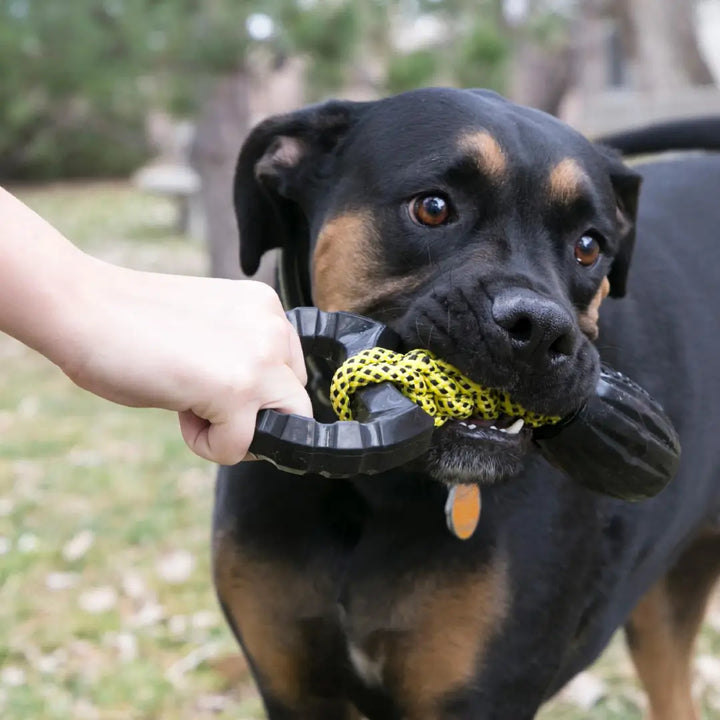 KONG Dog Jaxx Braided Tug Large (PJ11) dog