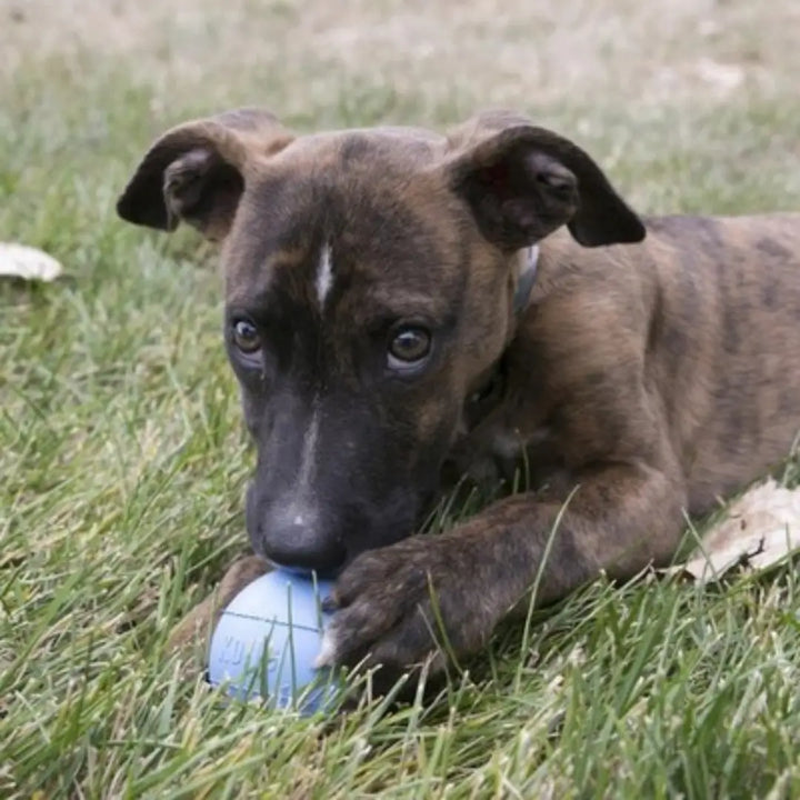 KONG Dog Puppy Ball Small / Medium 