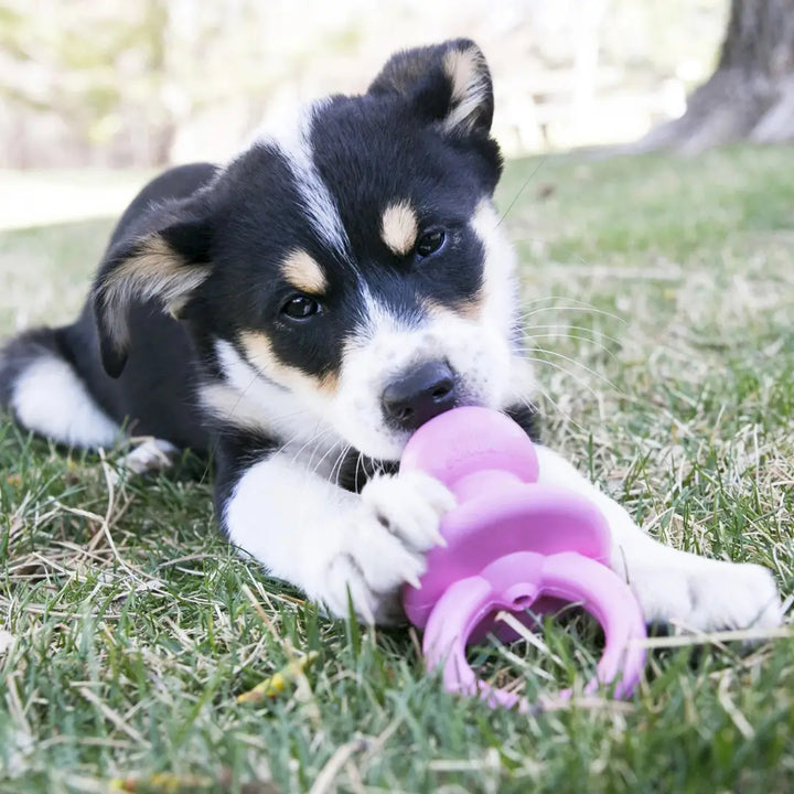 KONG PUPPY BINKIE SM