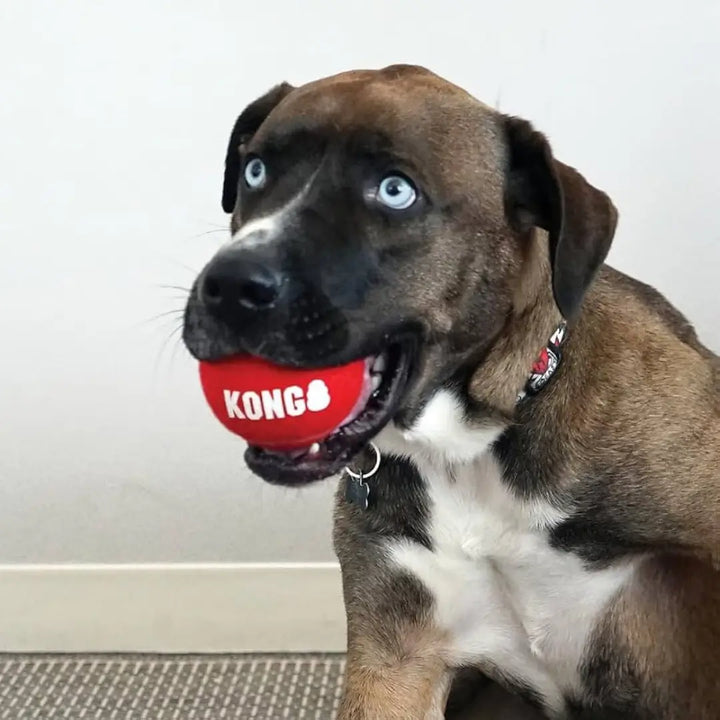 KONG SIGNATURE SPORTS BALLS LGE 
