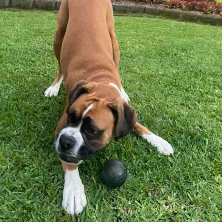 Kong Dog Duramaxx Ball Med