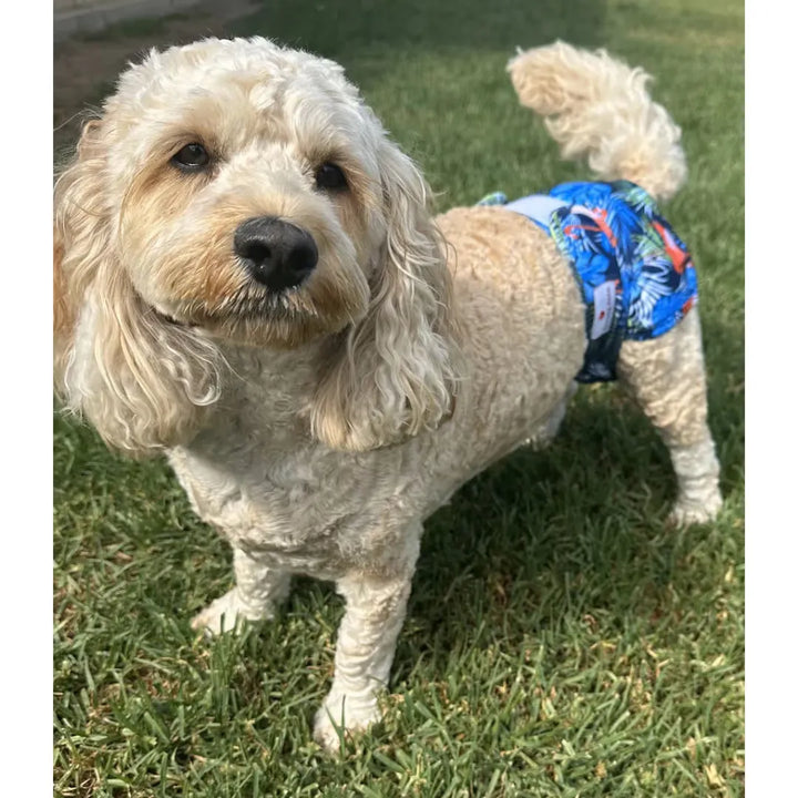 LOVING PETS WASHABLE NAPPIES BLUE/GREEN LARGE