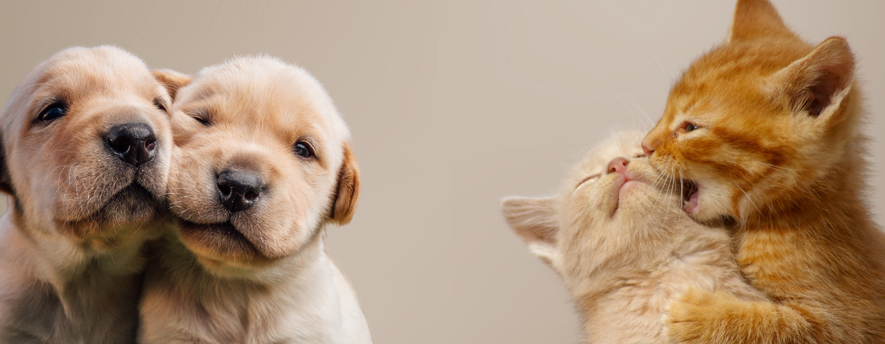 Pet Hampers Australia | Petbites – petbites.com.au