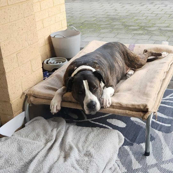  Superior Steel Framed Dog Bed Jmb 24Cmhx 79Cmwx 119Cmd