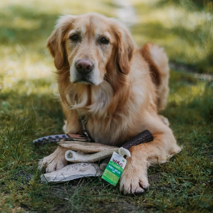 WAG Antler Whole
