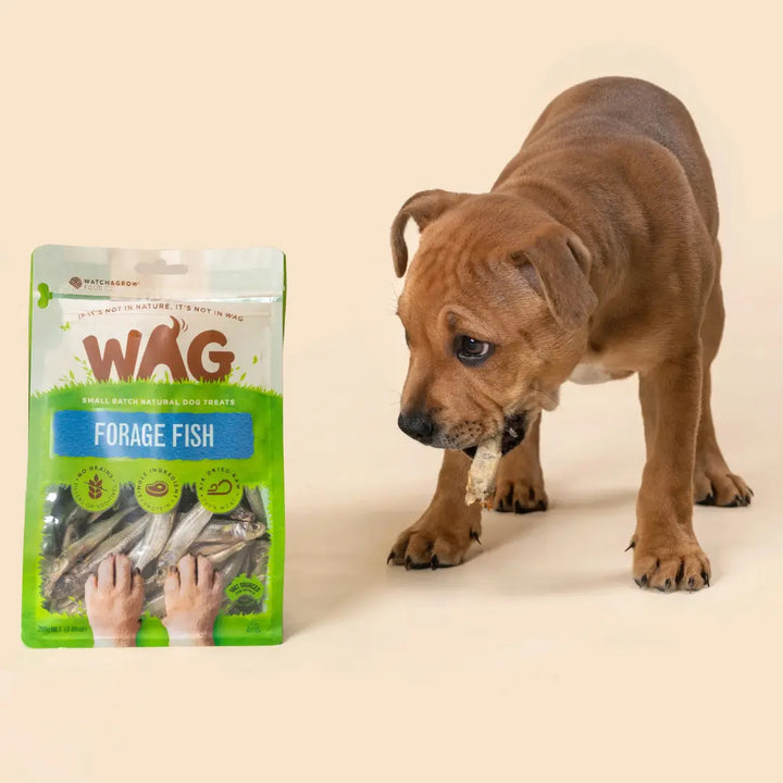 WAG Forage Fish