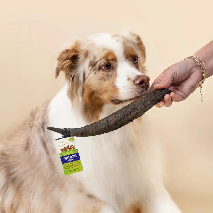 WAG Goat Horn\