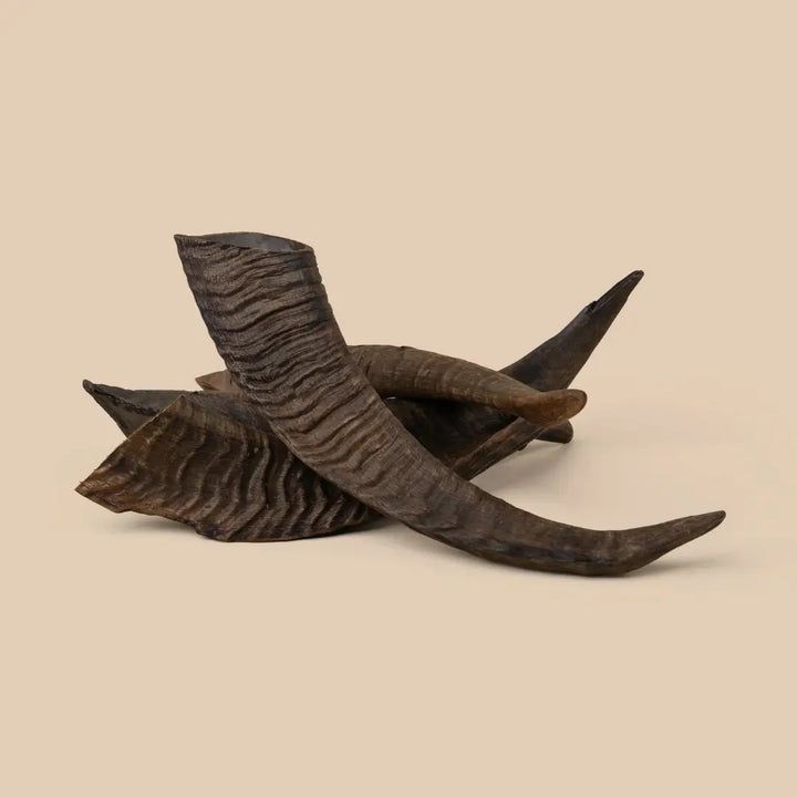 Goat Horn Large