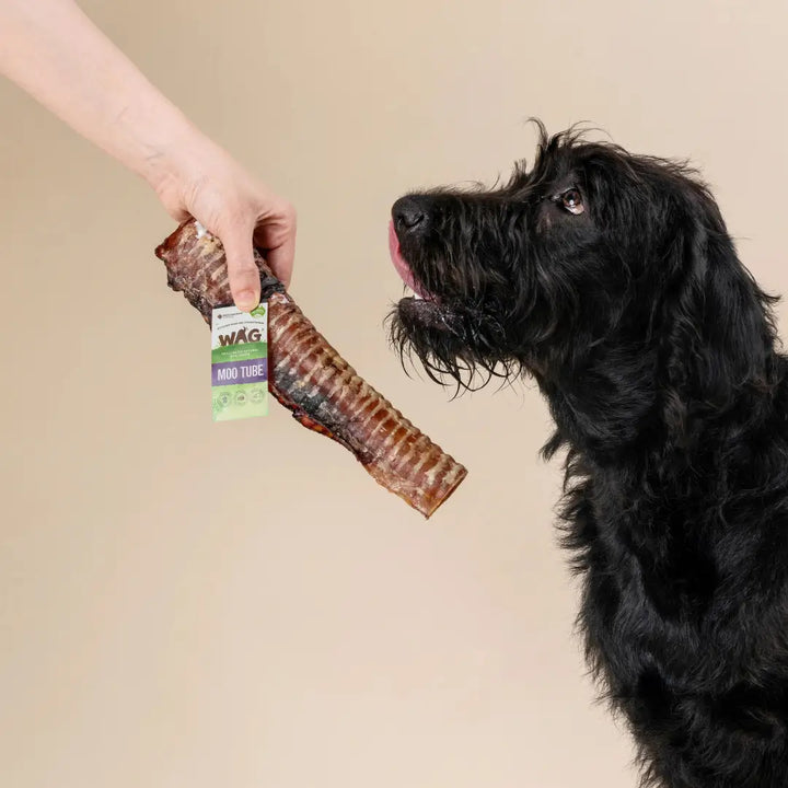 WAG Moo Tube dog