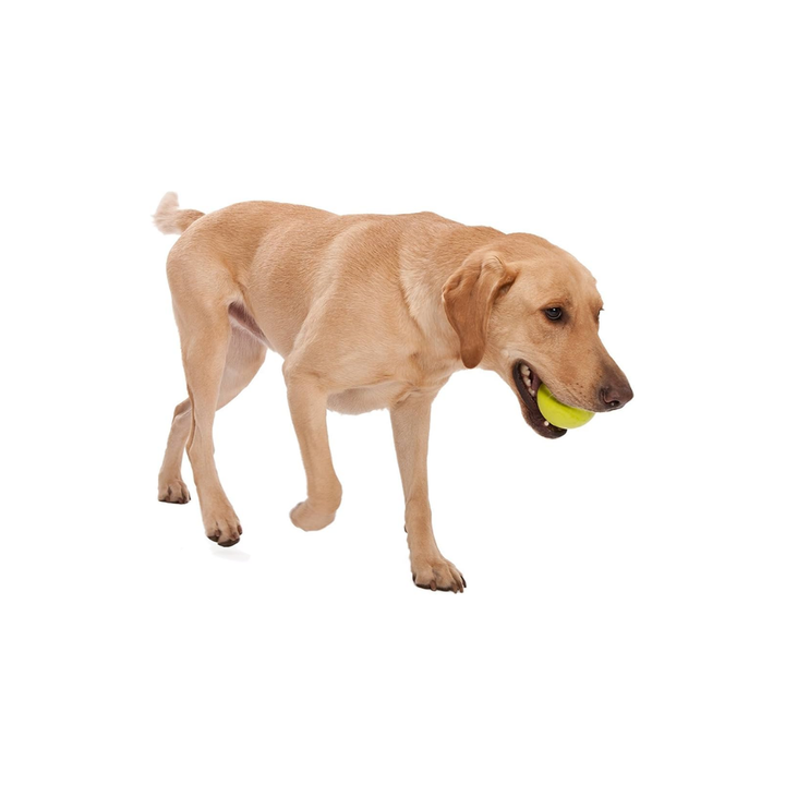 WEST PAW JIVE TOUGH BALL - LARGE - GRANNY