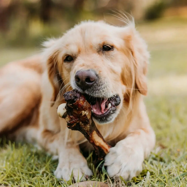 Wag Kangaroo Bone