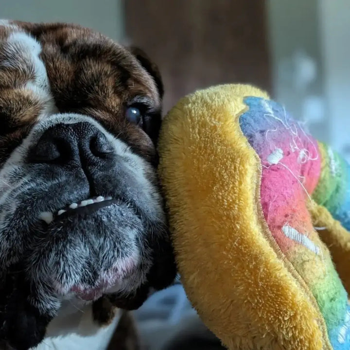 JUMBO DONUTZ - RAINBOW