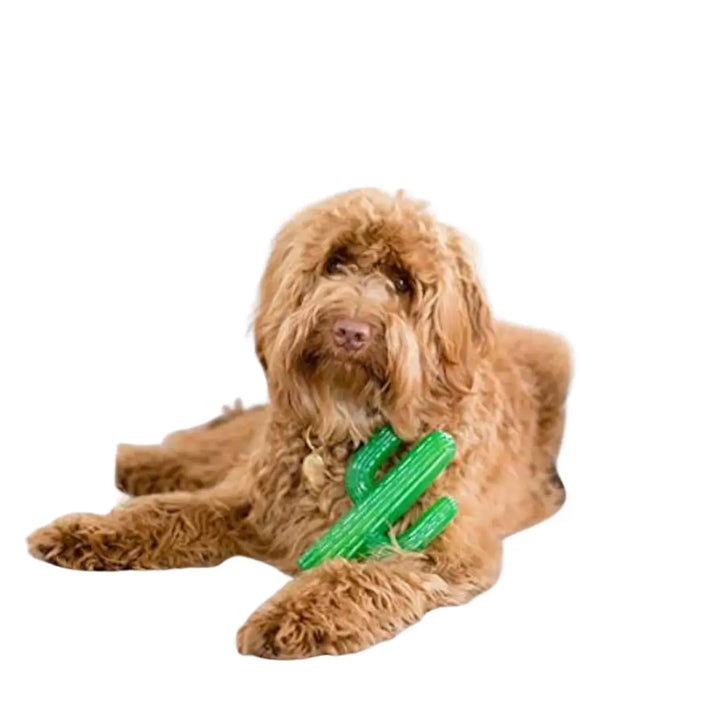 ZIPPYPAWS ZIPPYTUFF CACTUS with dog