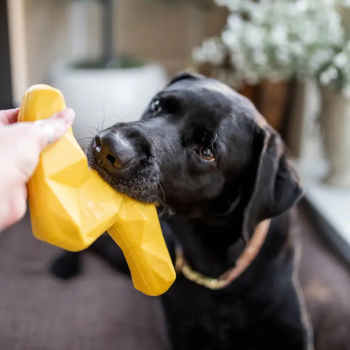 ZIPPYPAWS ZIPPYTUFF with dog