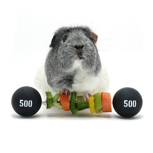 HAYPIGS PIGGY WEIGHTLIFTER VEGETABLE KEBAB MAKER