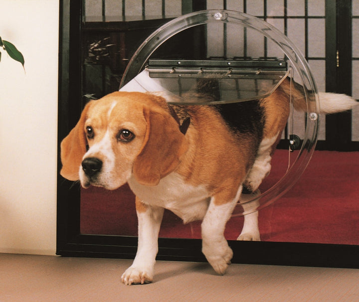 Dog using a Transcat dog door large in a home setting